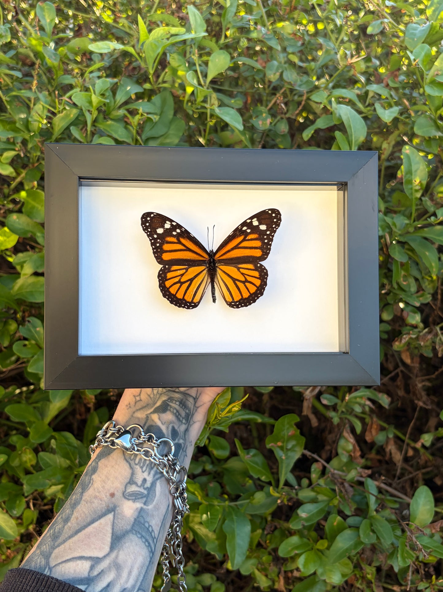 Monarch Butterfly (Danaus Plexippus)