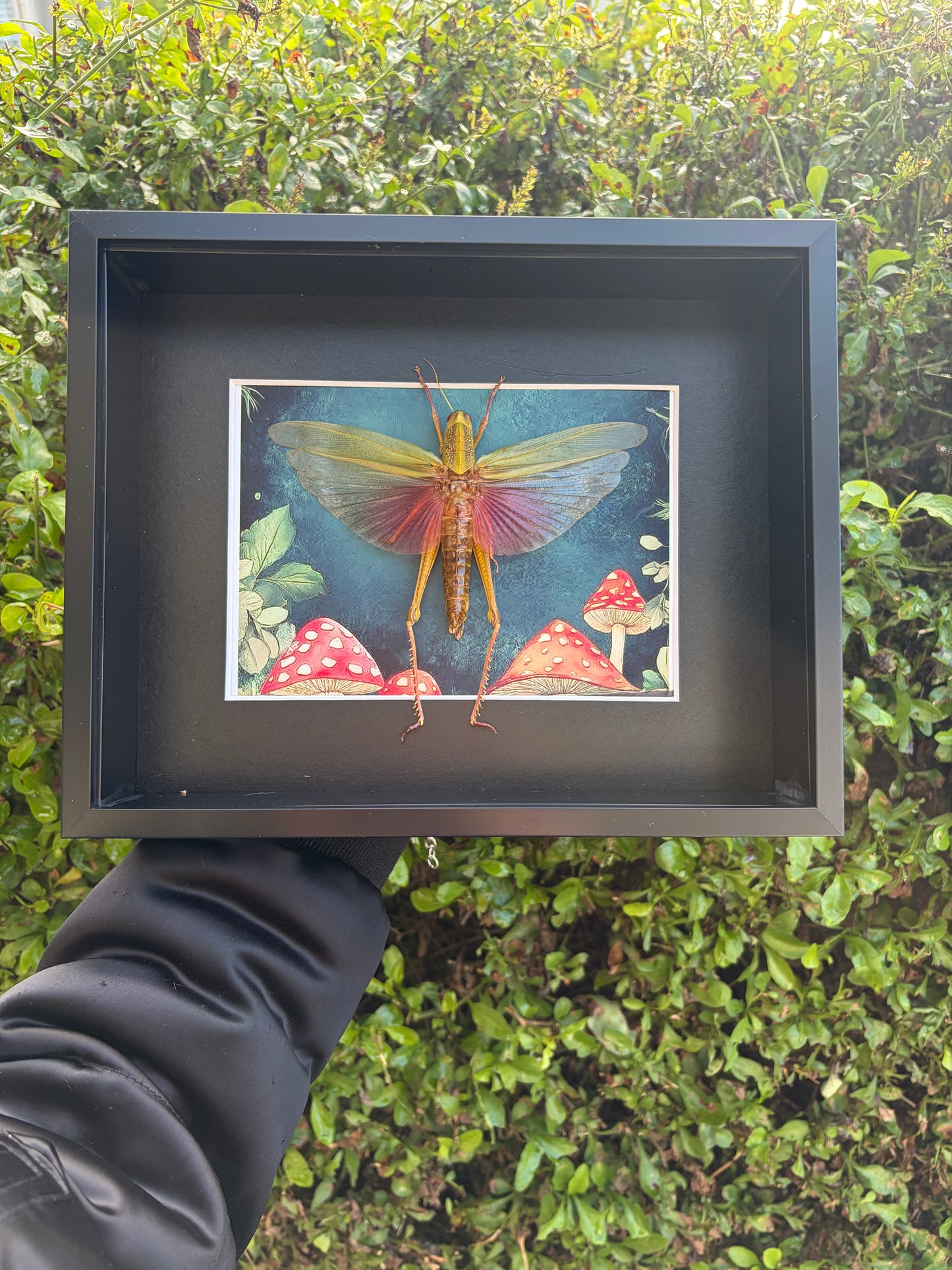 Condracris Rosea (Female)