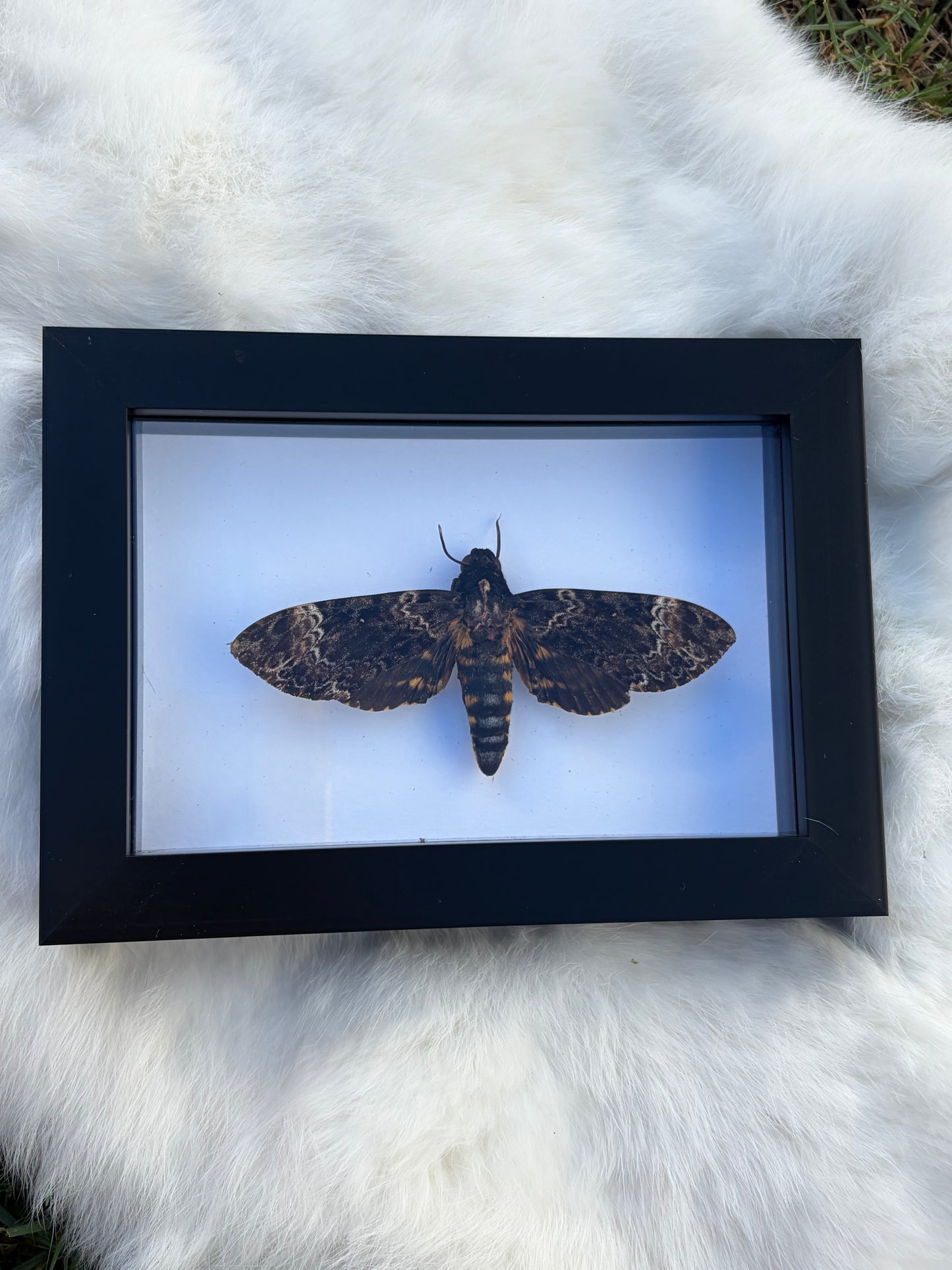 Death's Head Hawkmoth (Acherontia Lachesis)