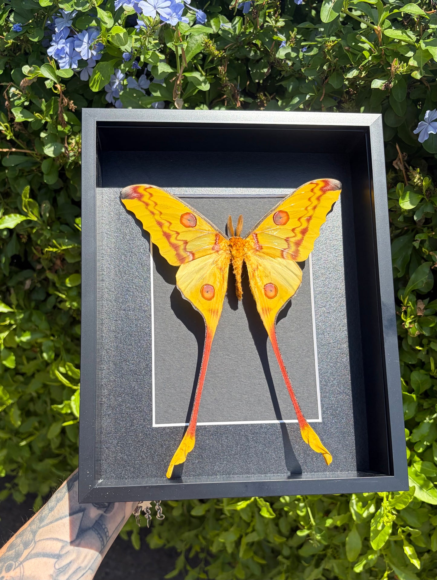 Comet moth (Argema Mittrei) - Male