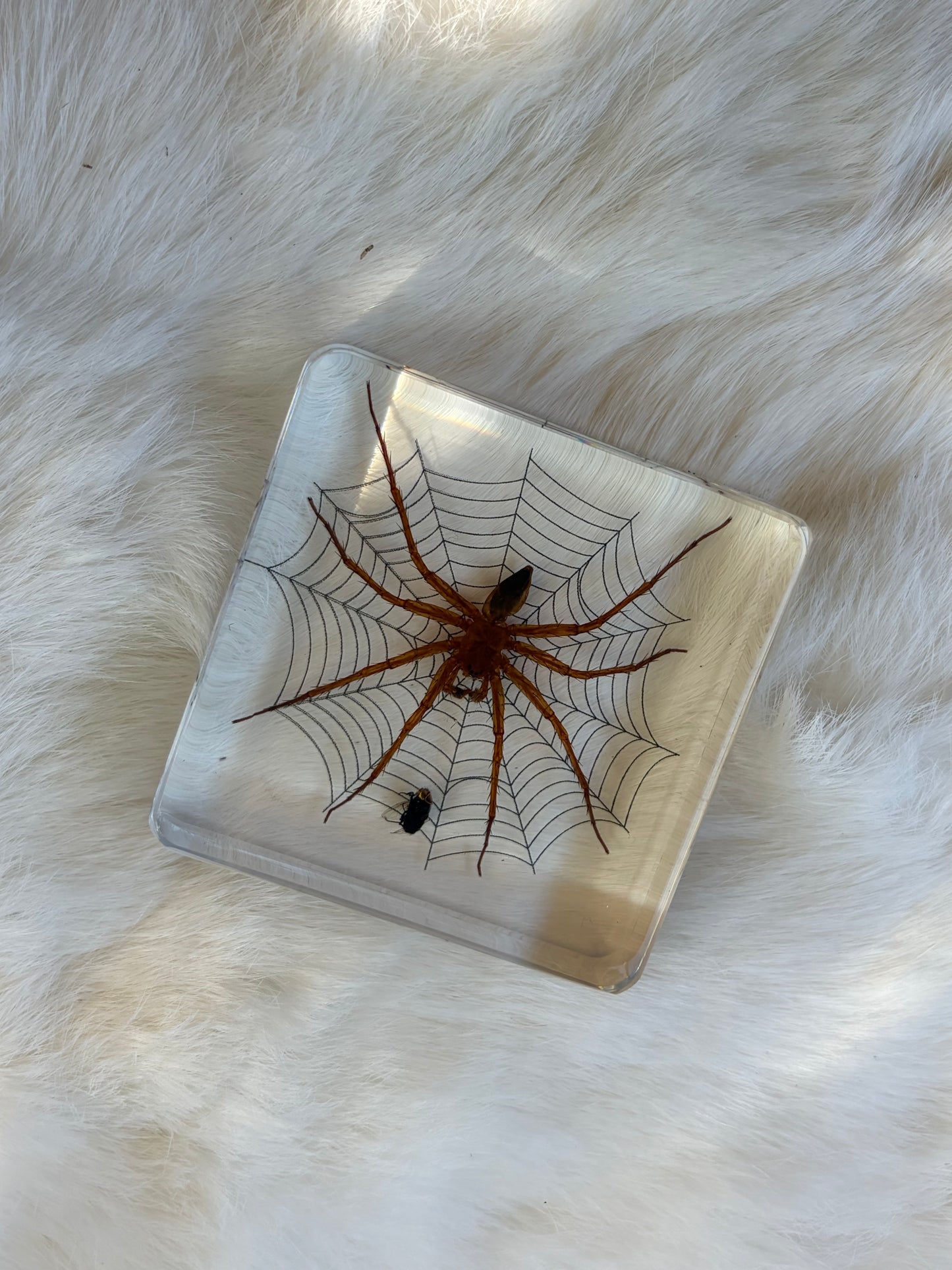 Resin Bugs