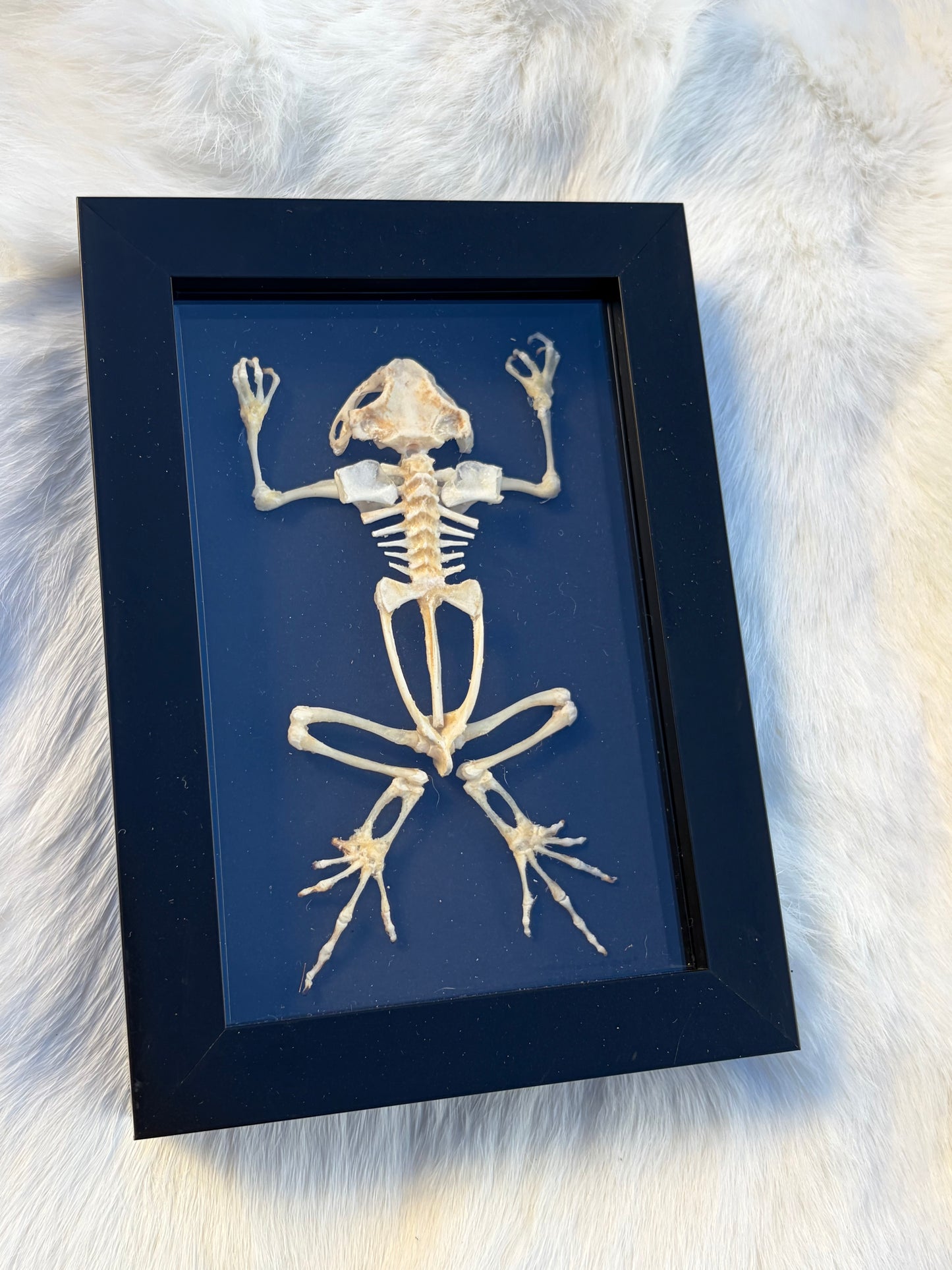 Frog Skeleton
