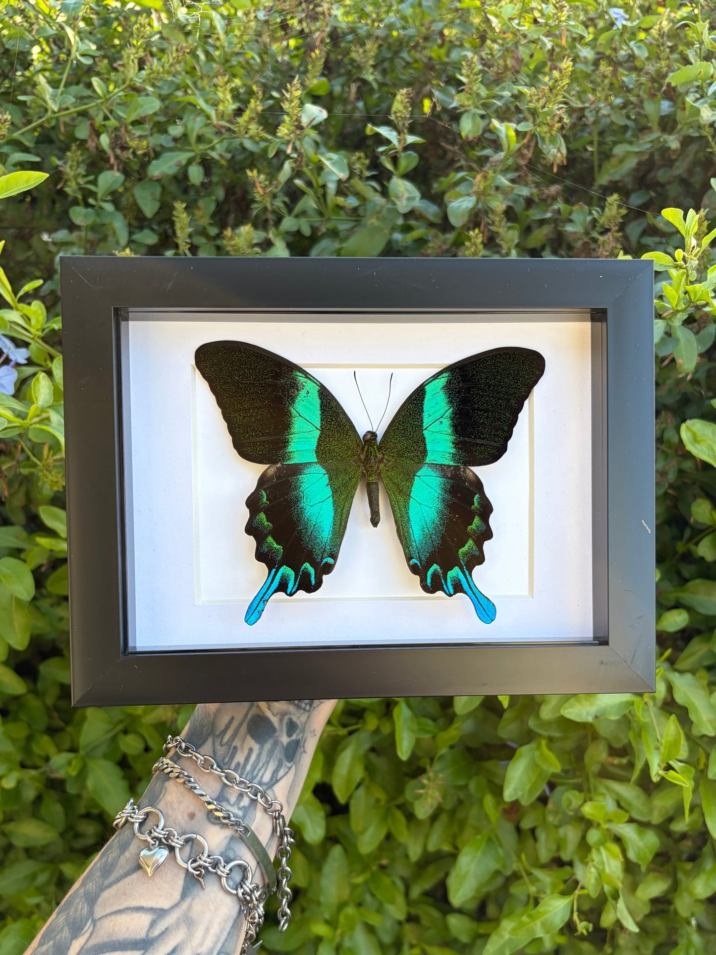 Papilio Blumei
