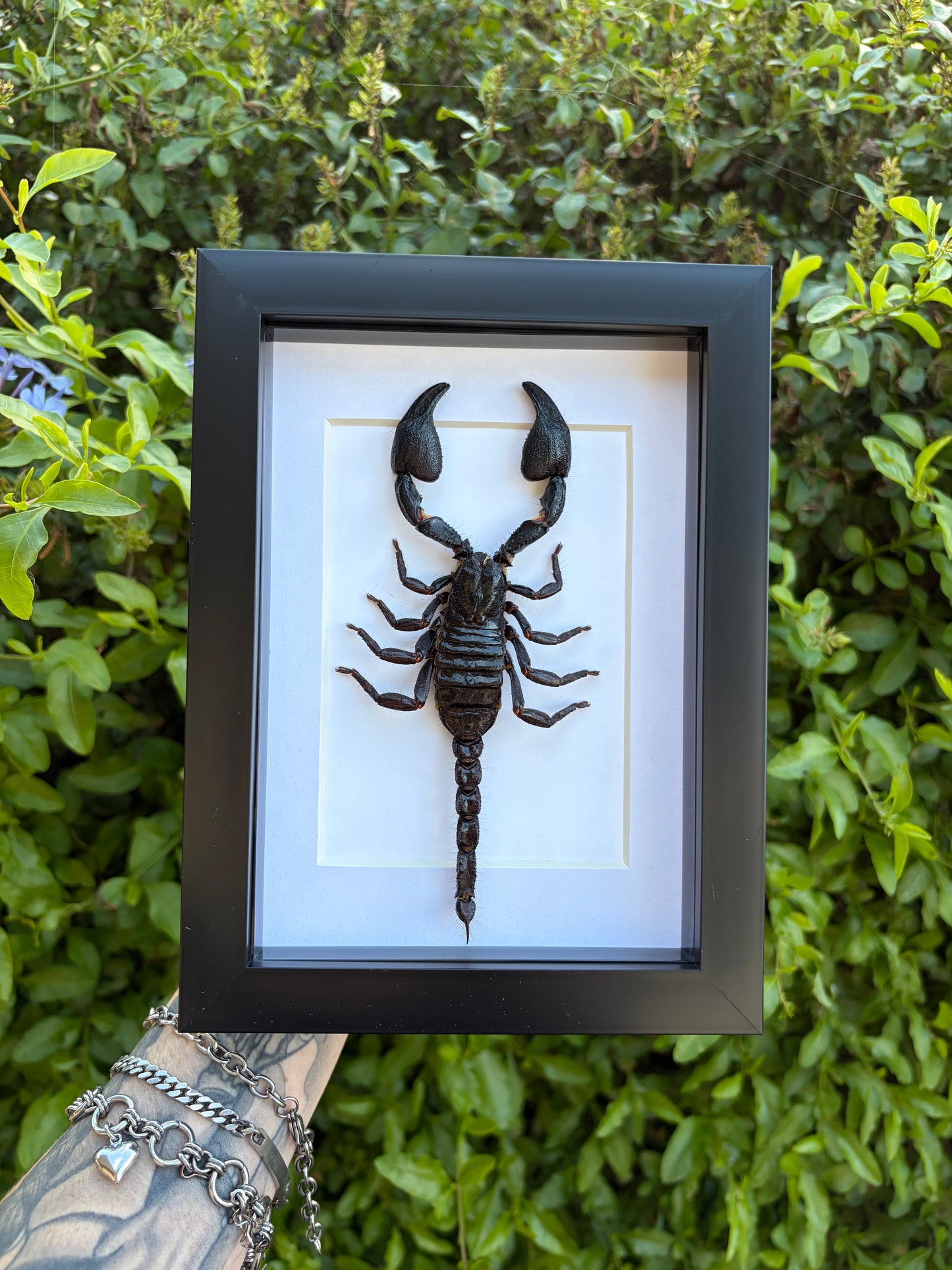 Heterometrus Cyanus