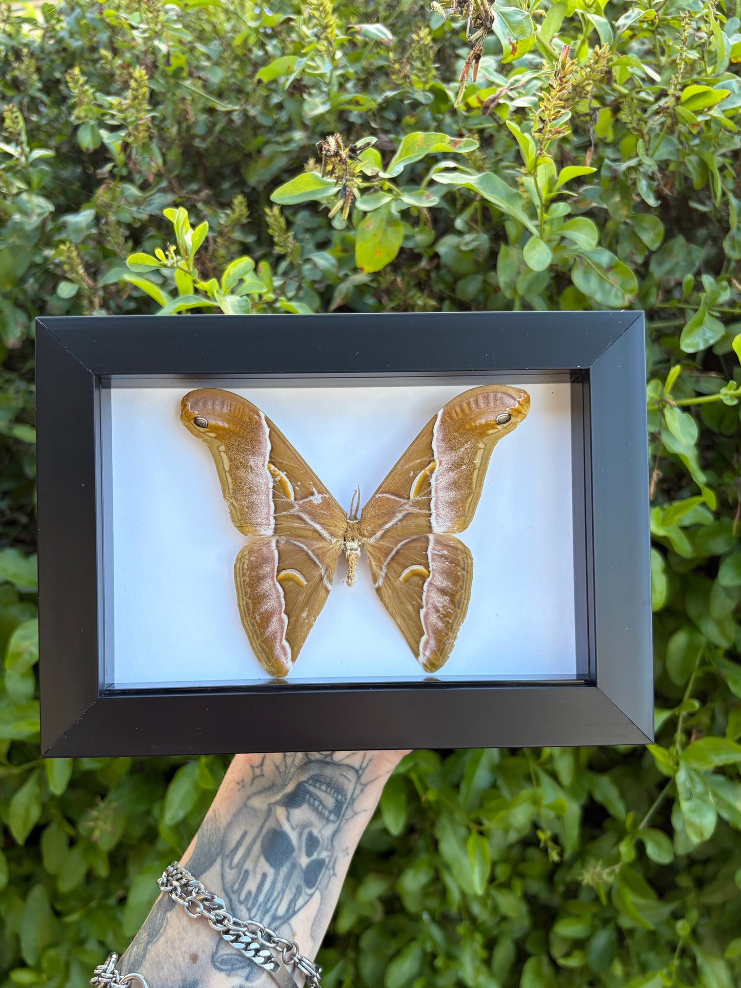 Samia Insularis