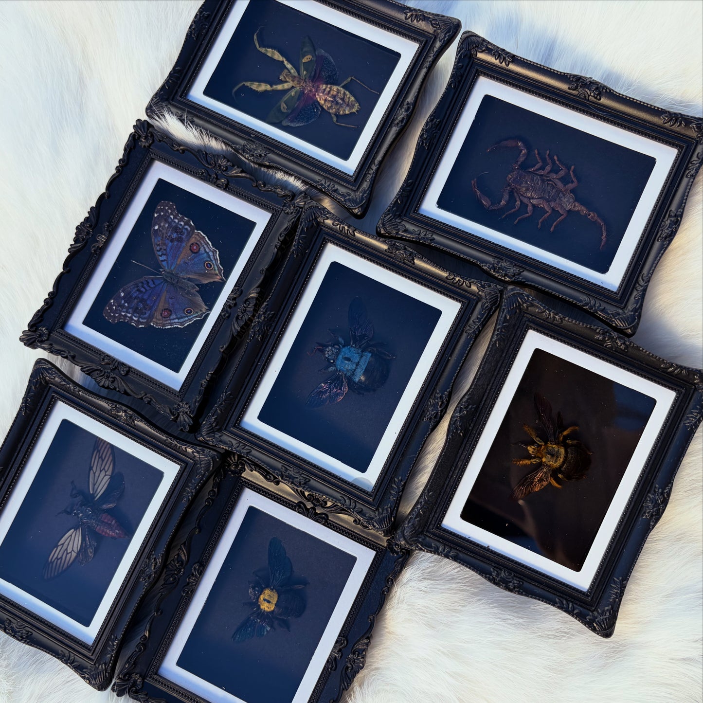 Bug Magnets