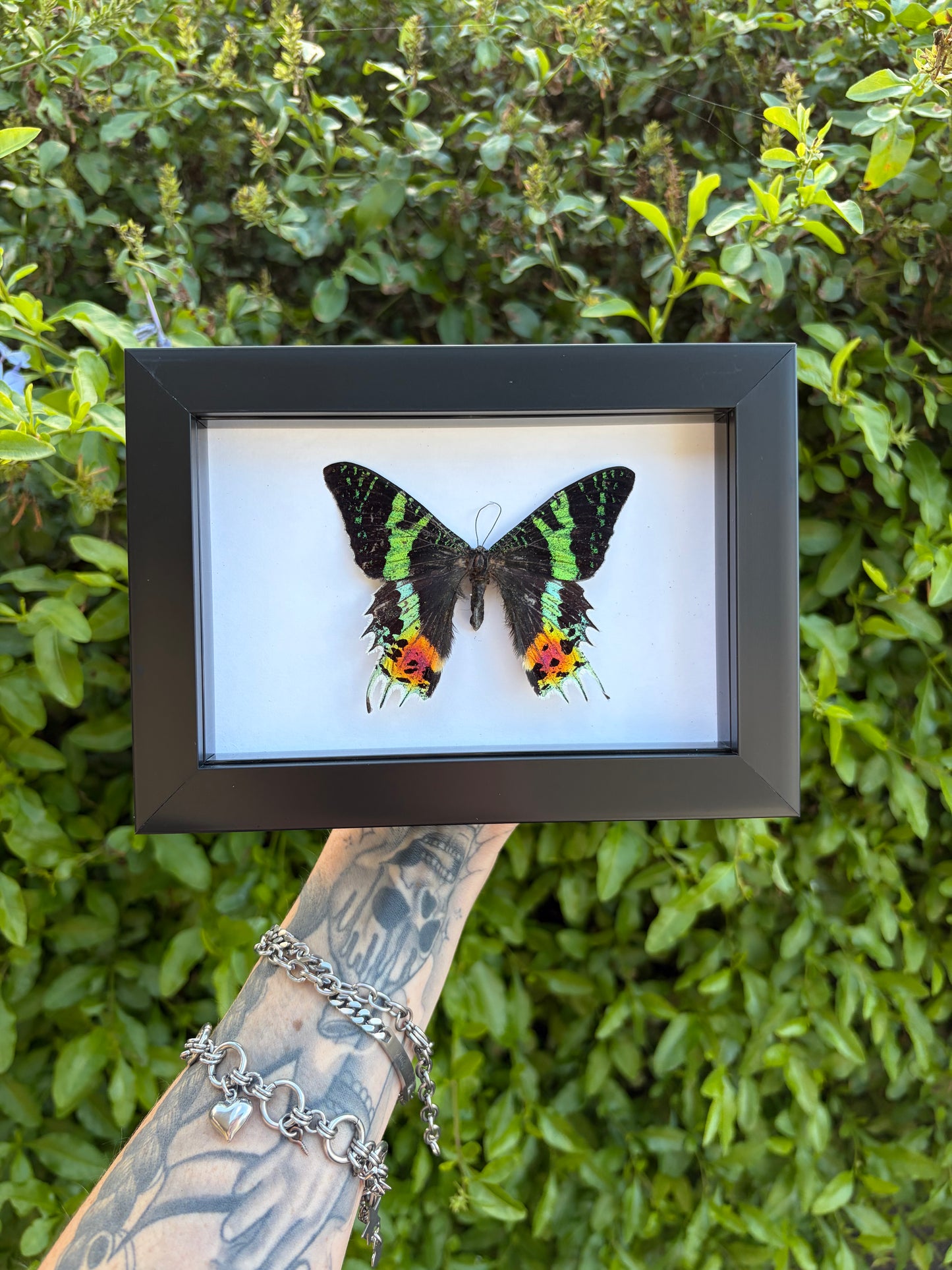 Madagascan Sunset Moth