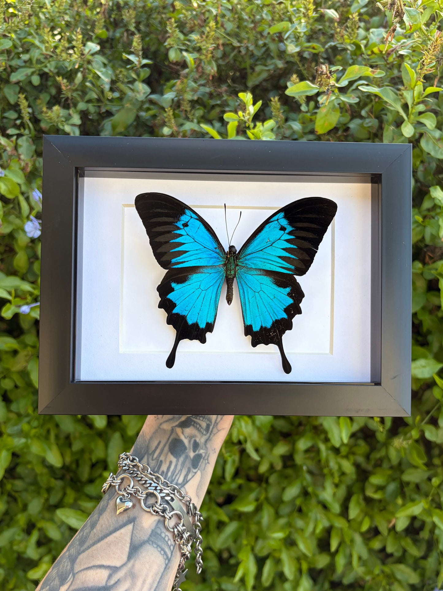 Papilio Ulysses