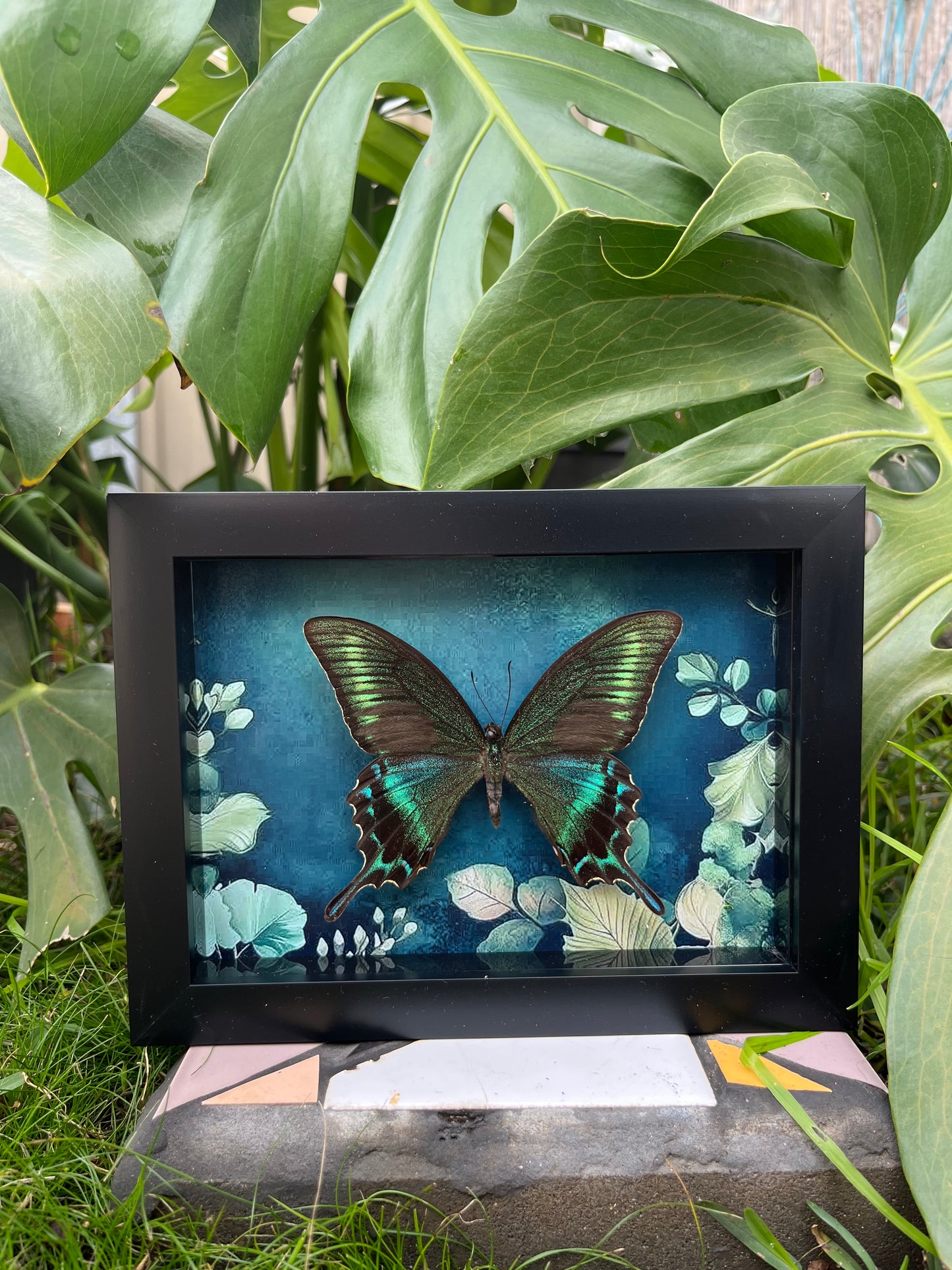 Alpine Black Swallowtail (Papilio Maackii)