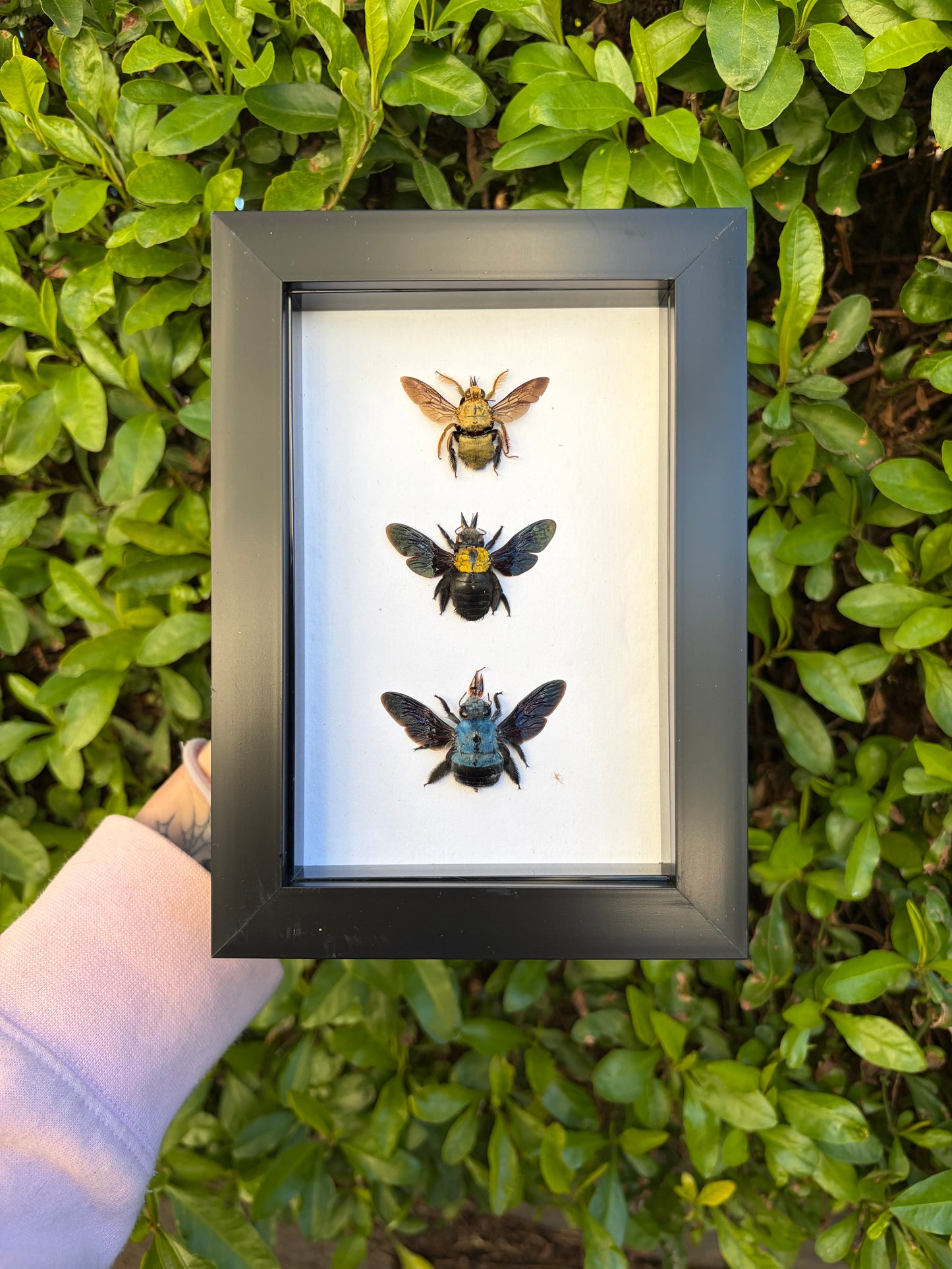 Xylocopa Trio