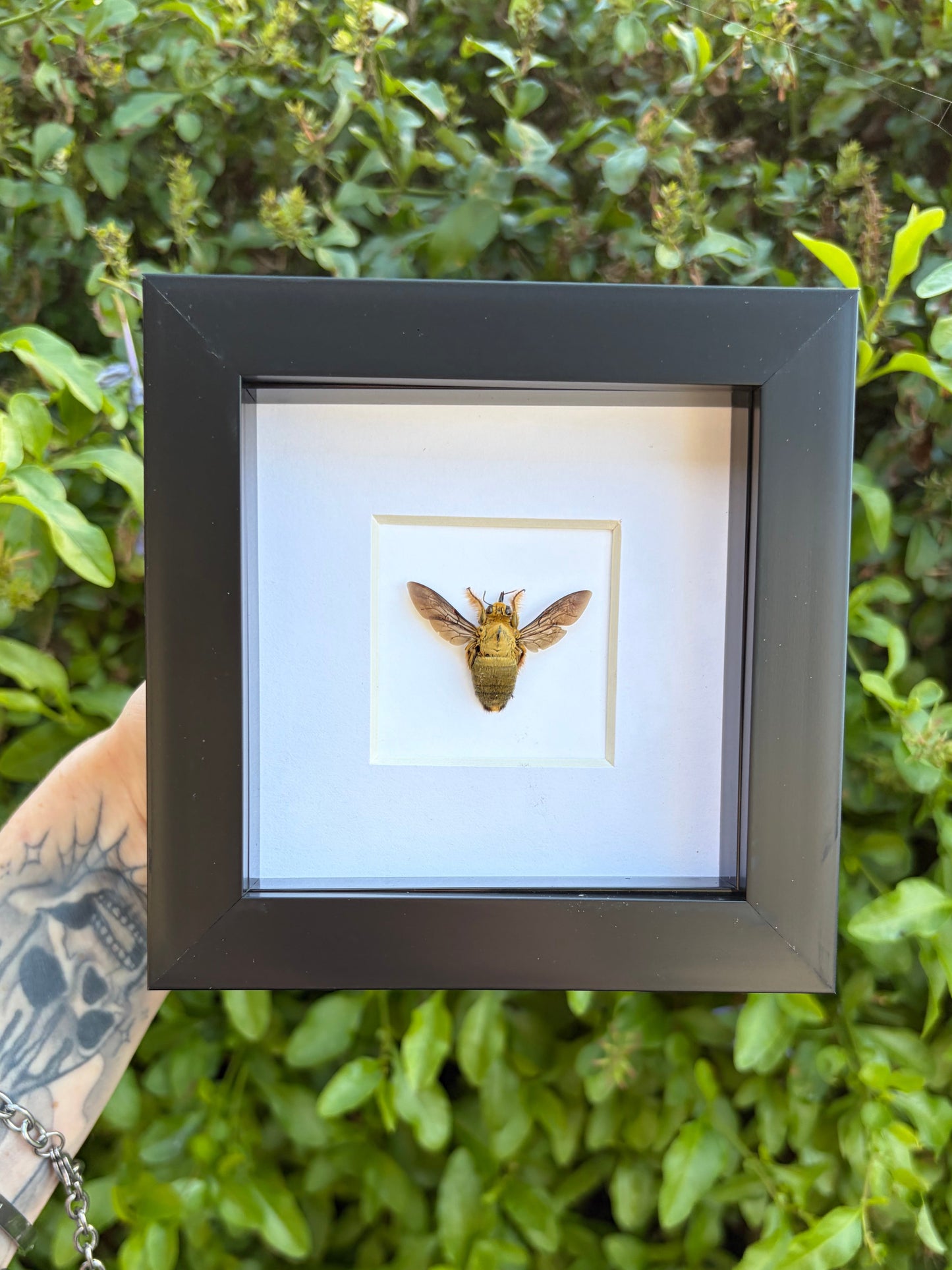 Xylocopa Golden