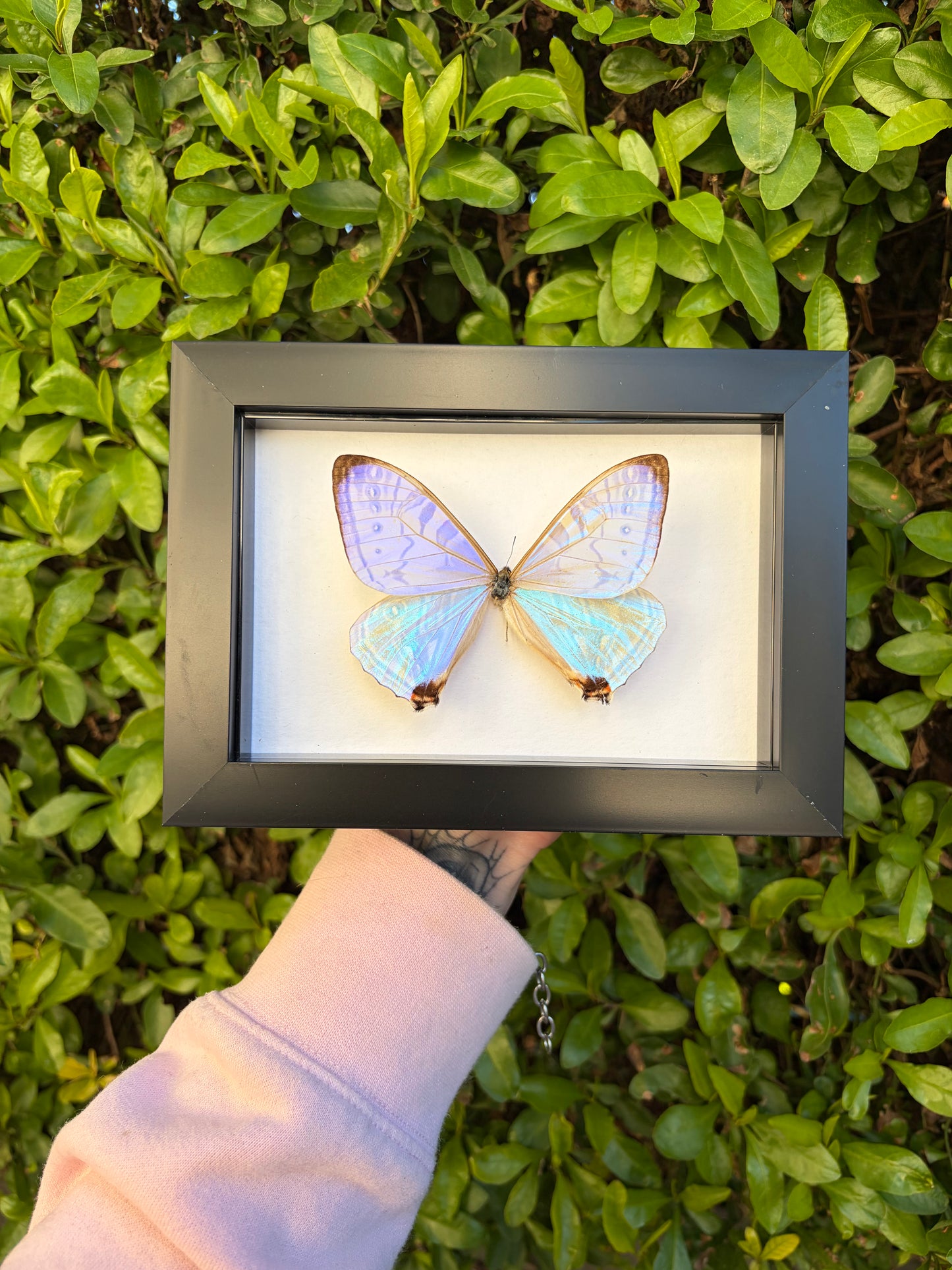 Morpho Sulkowskyi