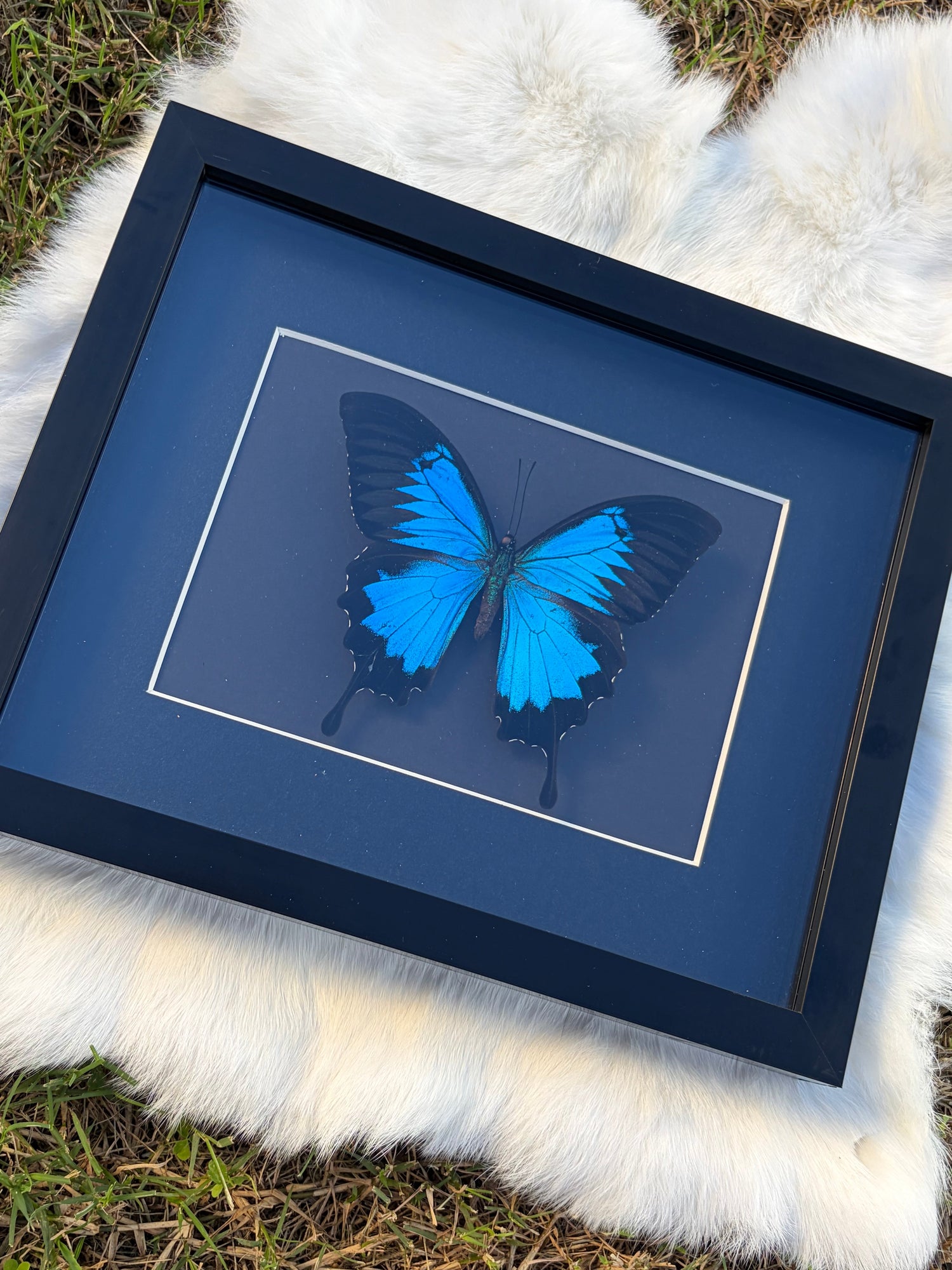 Butterflies & Moths