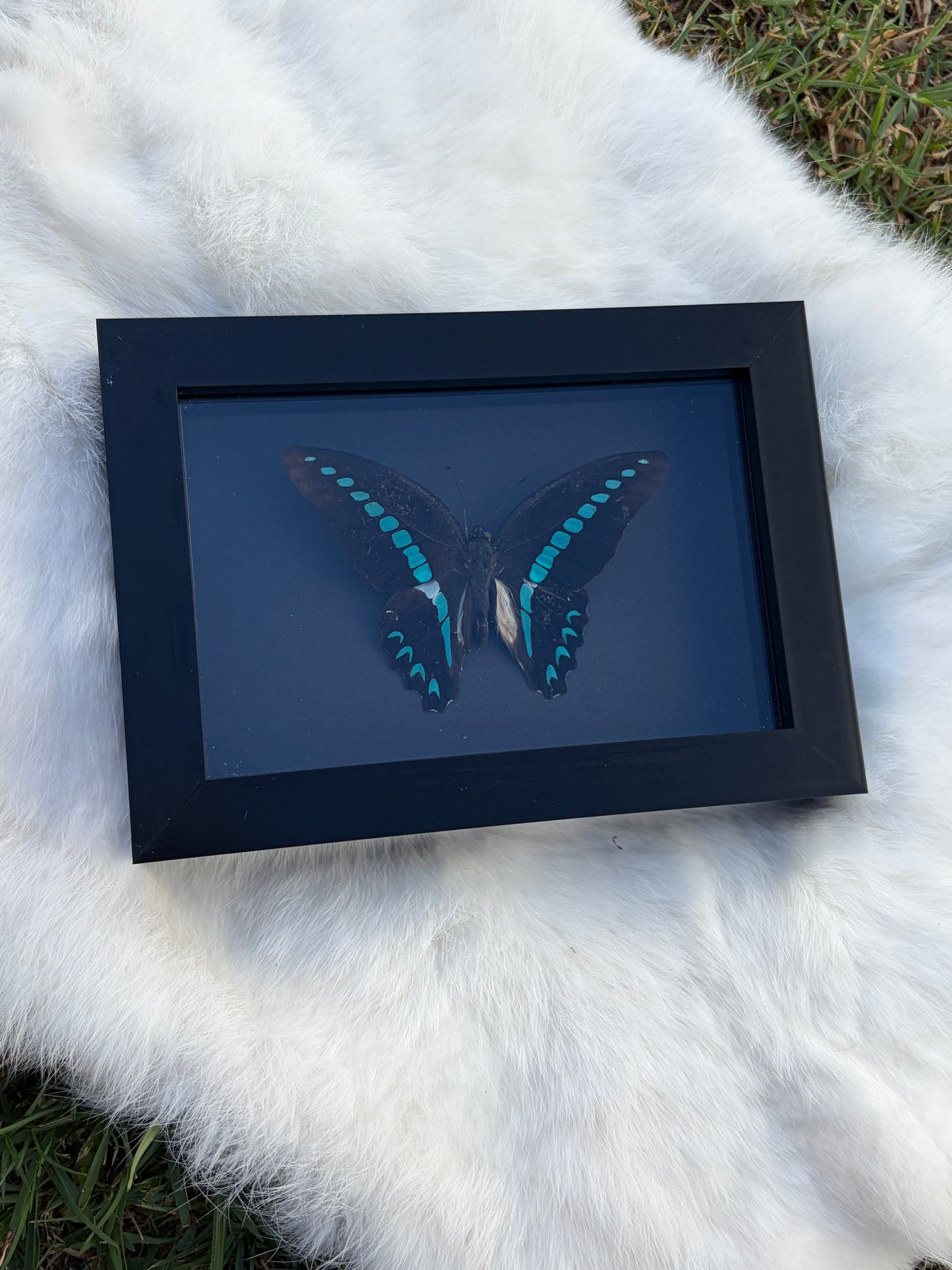 Graphium Milon