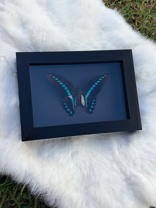 Graphium Milon