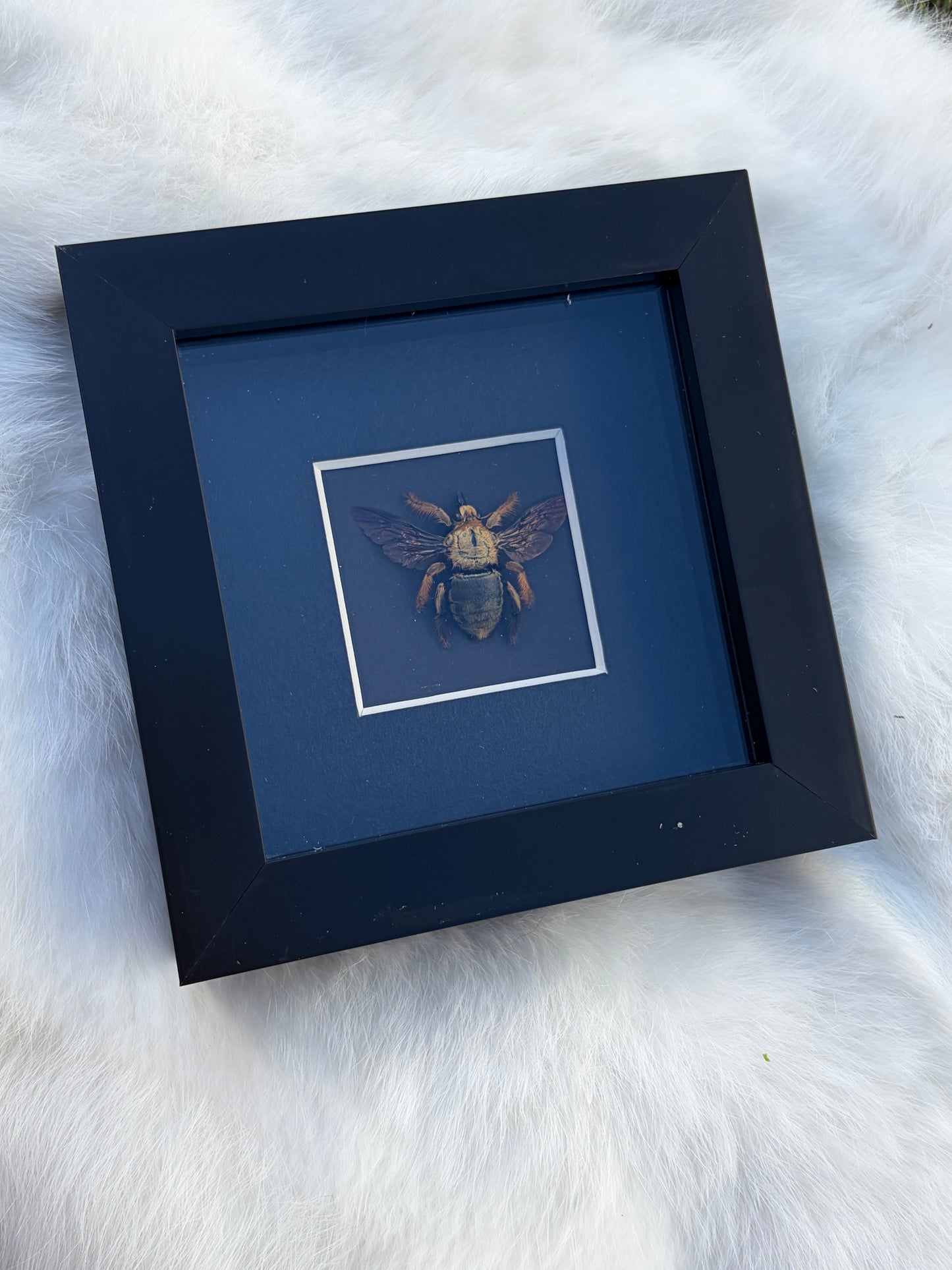 Xylocopa Golden