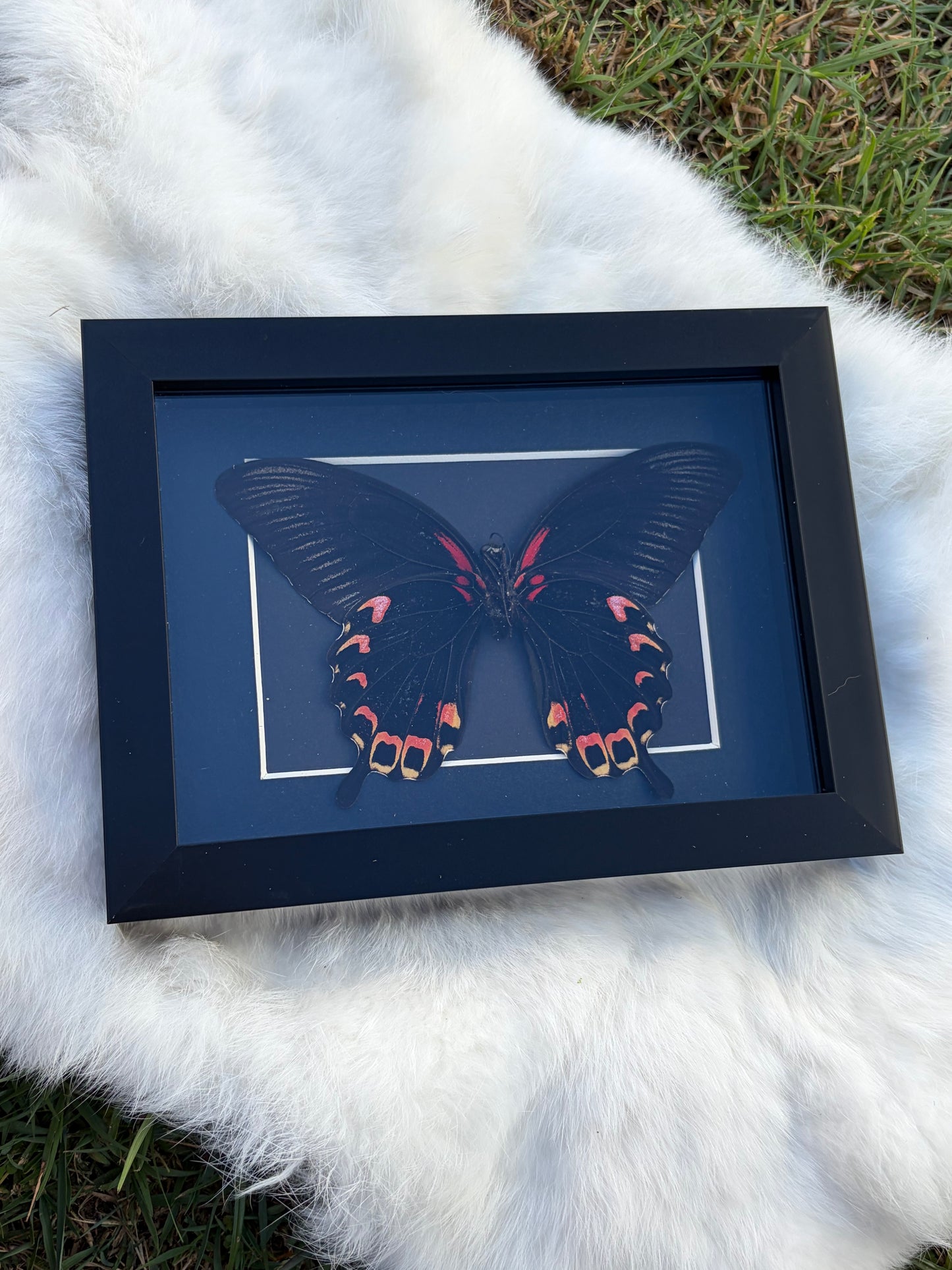 Papilio Deiphobus
