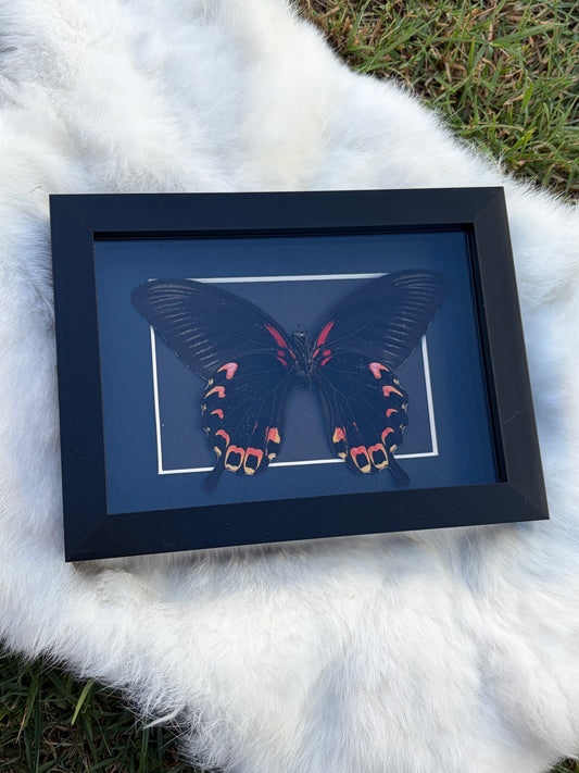 Papilio Deiphobus