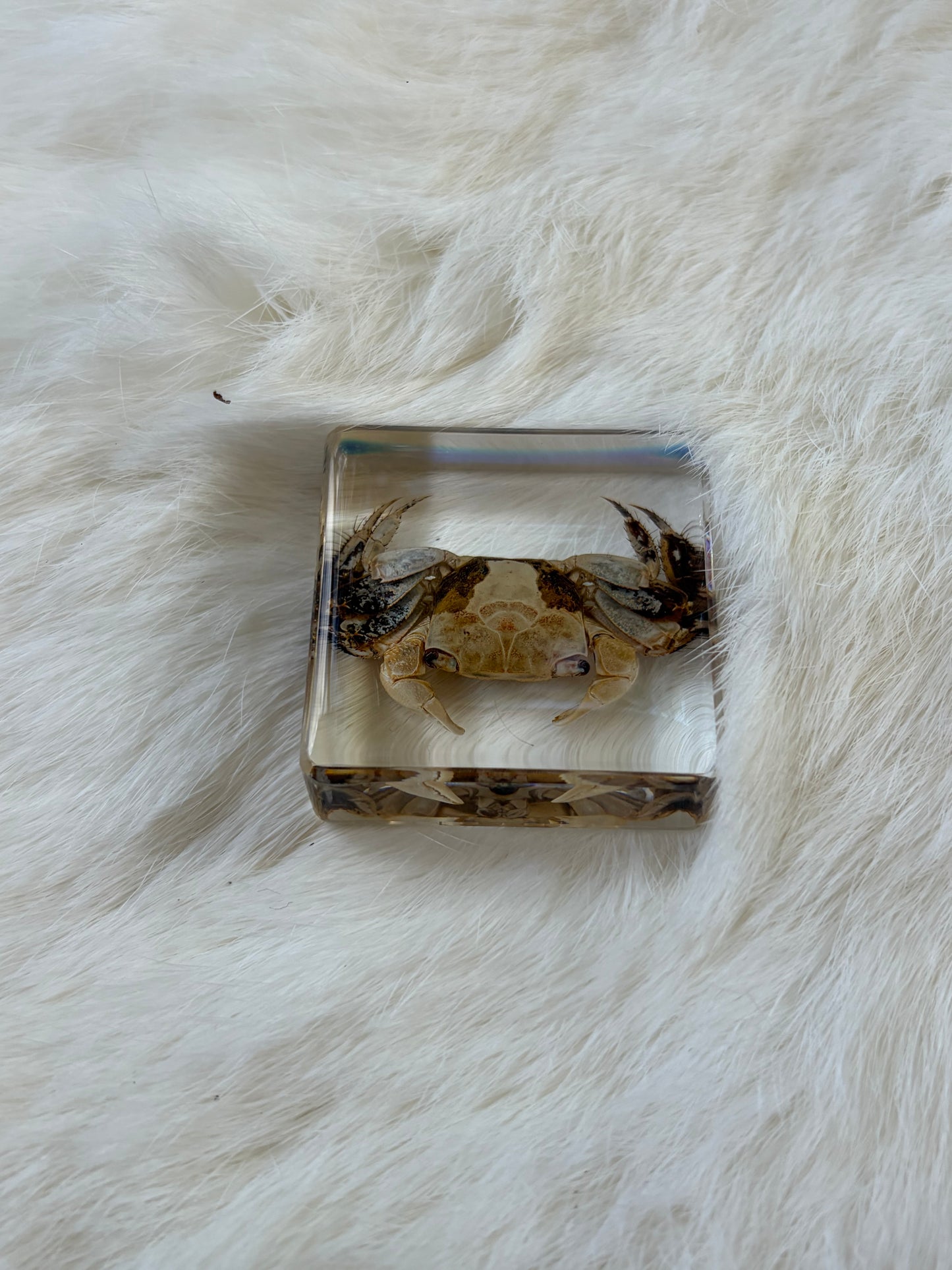 Resin Bugs