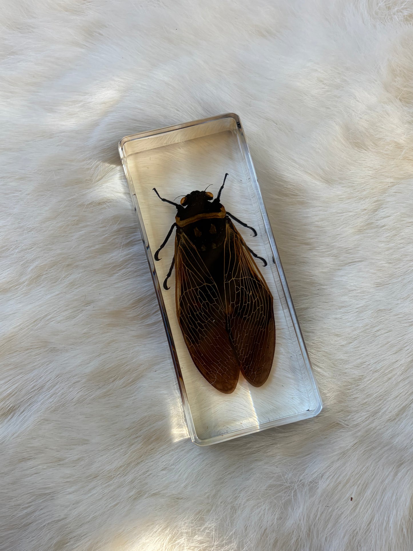 Resin Bugs