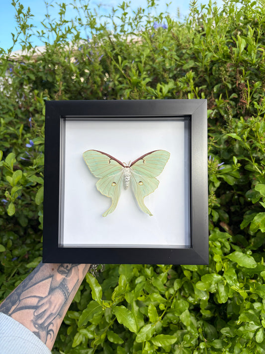 Luna Moth (Actias Luna) -Male