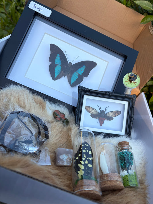 Mystery Oddities Box (Double value!)