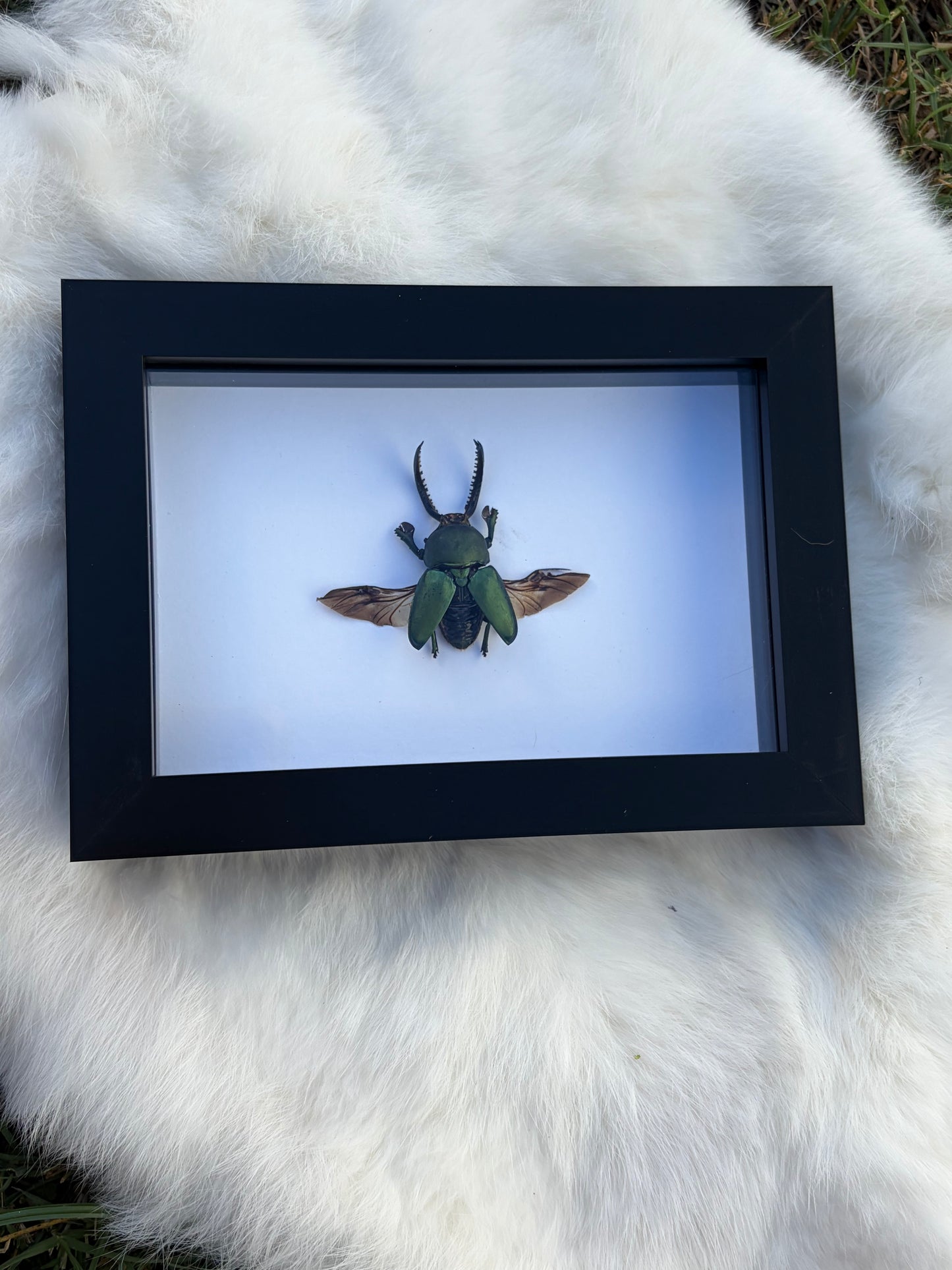 Lamprima Aldoiphinae -(A2 Quality)