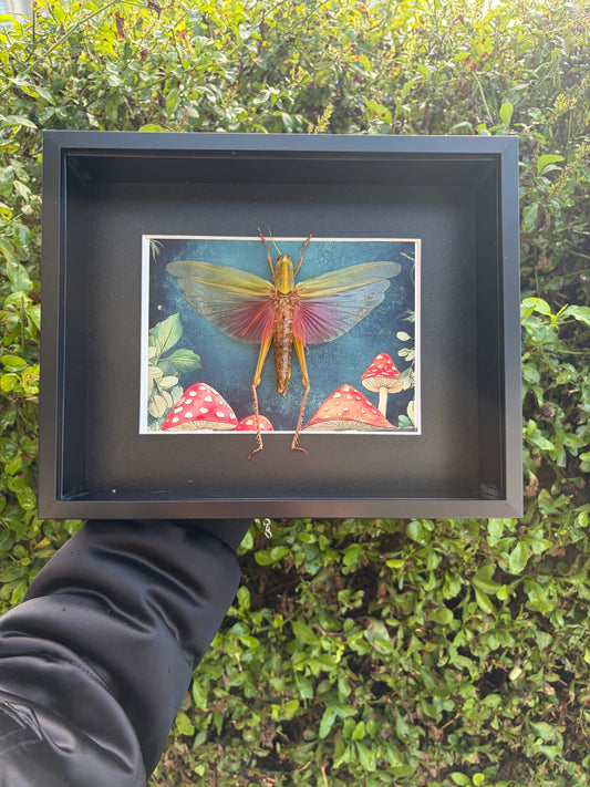 Condracris Rosea (Female)
