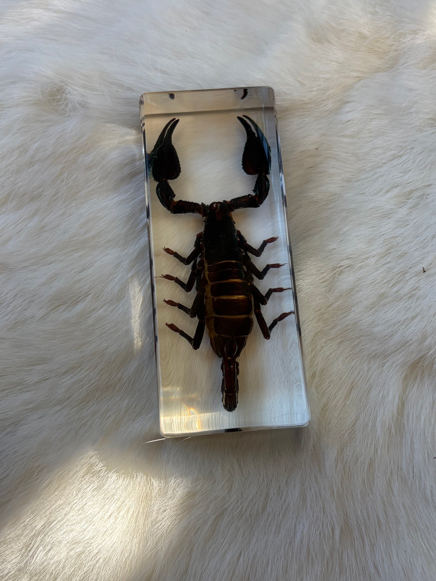 Resin Bugs