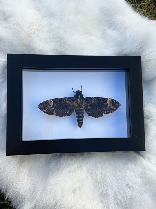 Death's Head Hawkmoth (Acherontia Lachesis)