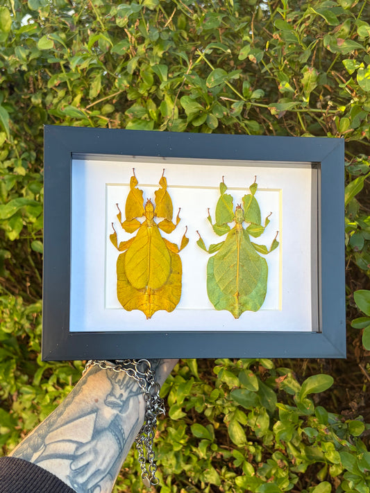 Leaf Insect (Phyllium Pulchrifolium) Duo