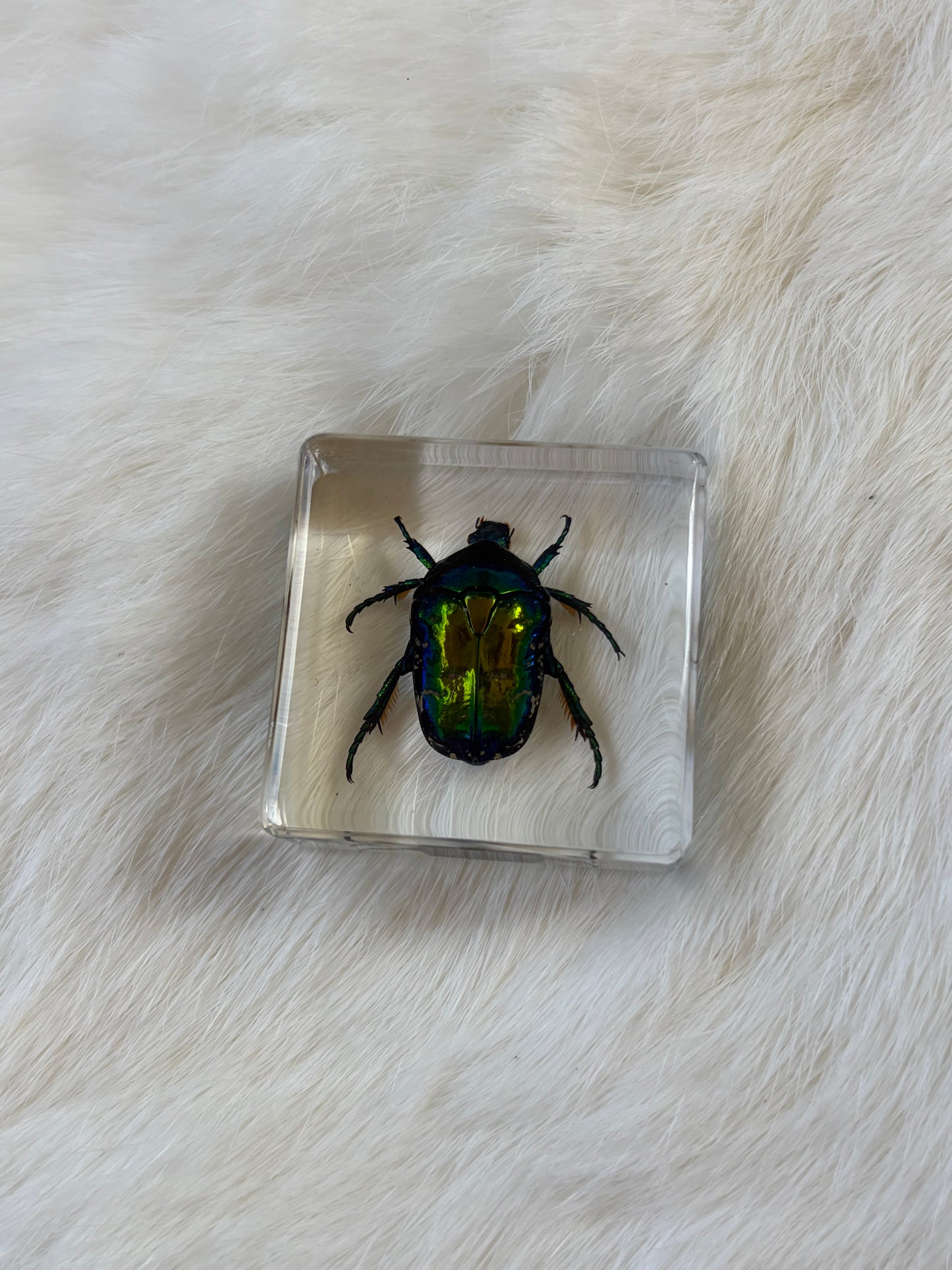 Resin Bugs