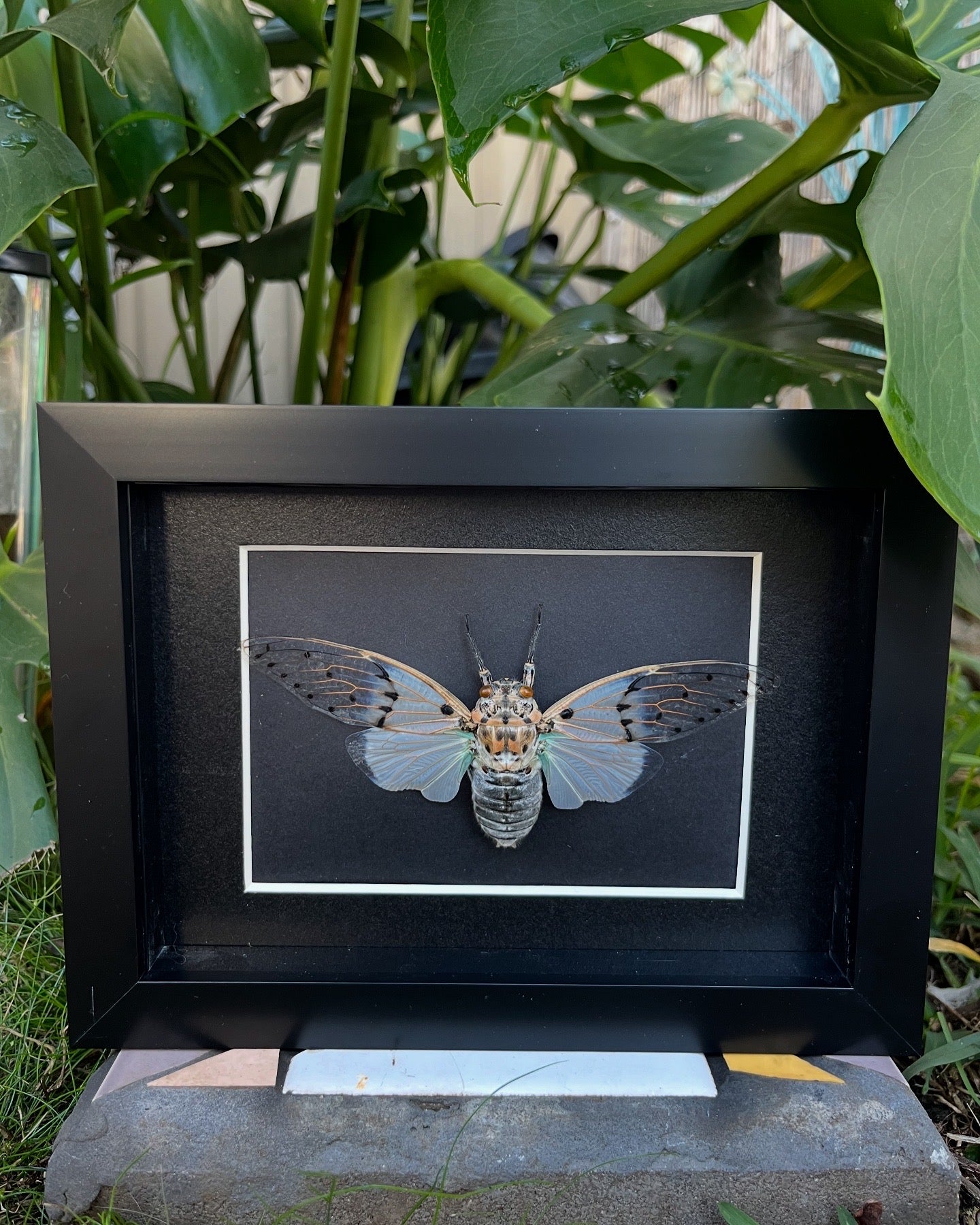 White Ghost Cicada (Ayuthia Spectabilis)