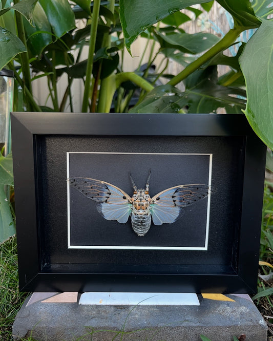 White Ghost Cicada (Ayuthia Spectabilis)