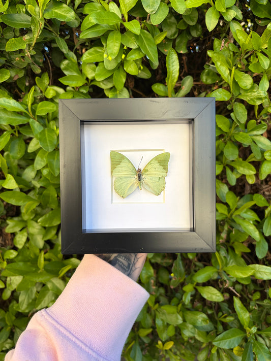 Charaxes Subornatus