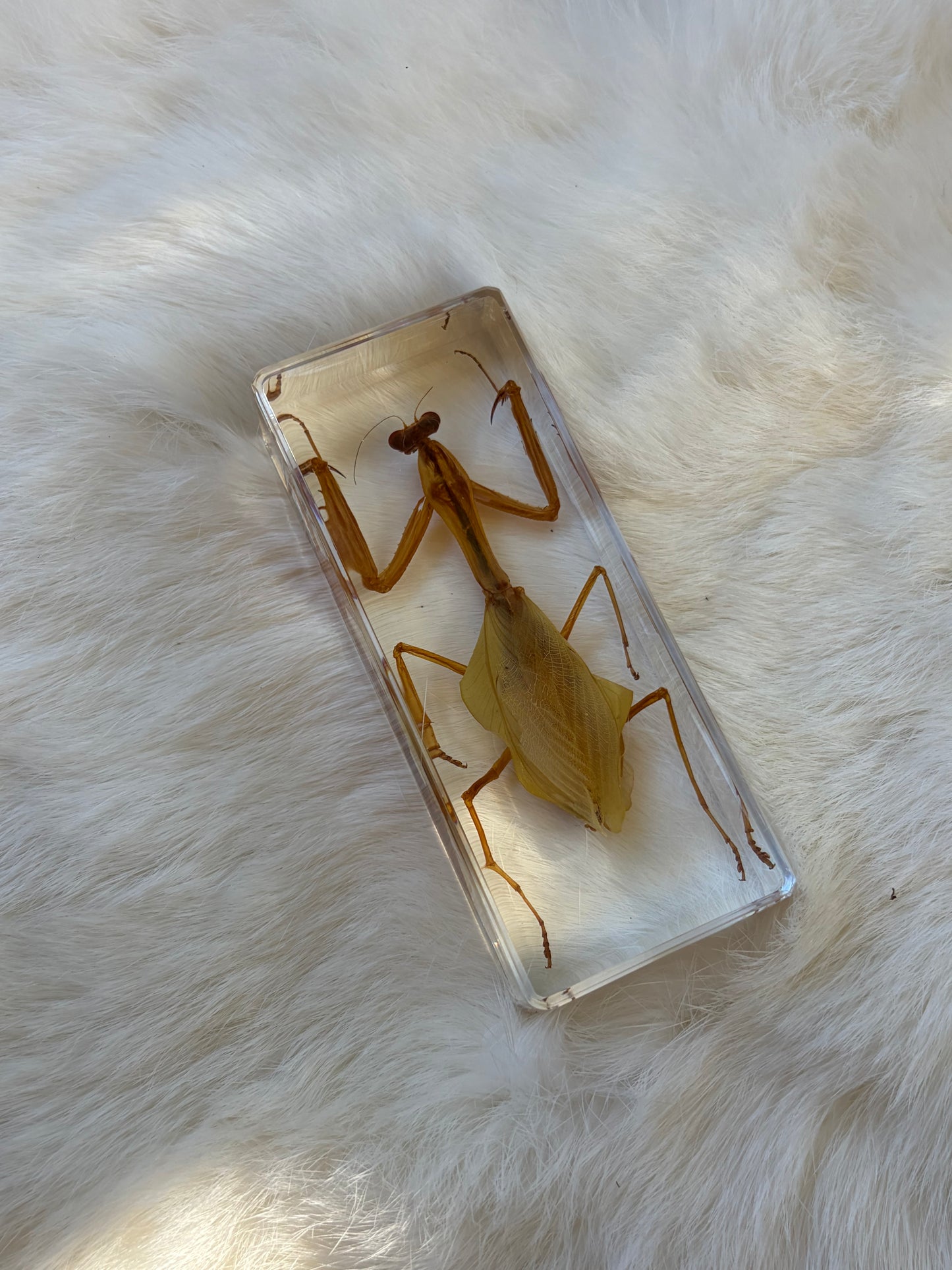 Resin Bugs