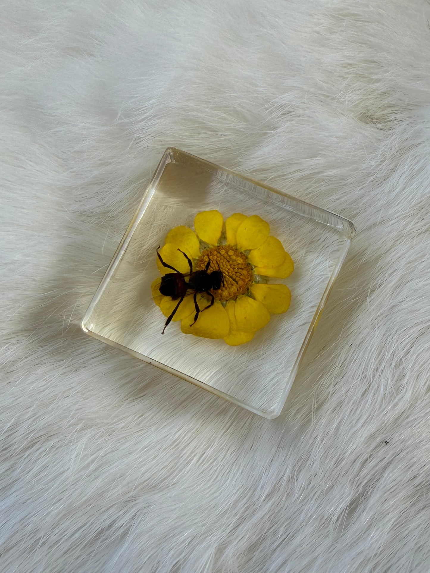 Resin Bugs