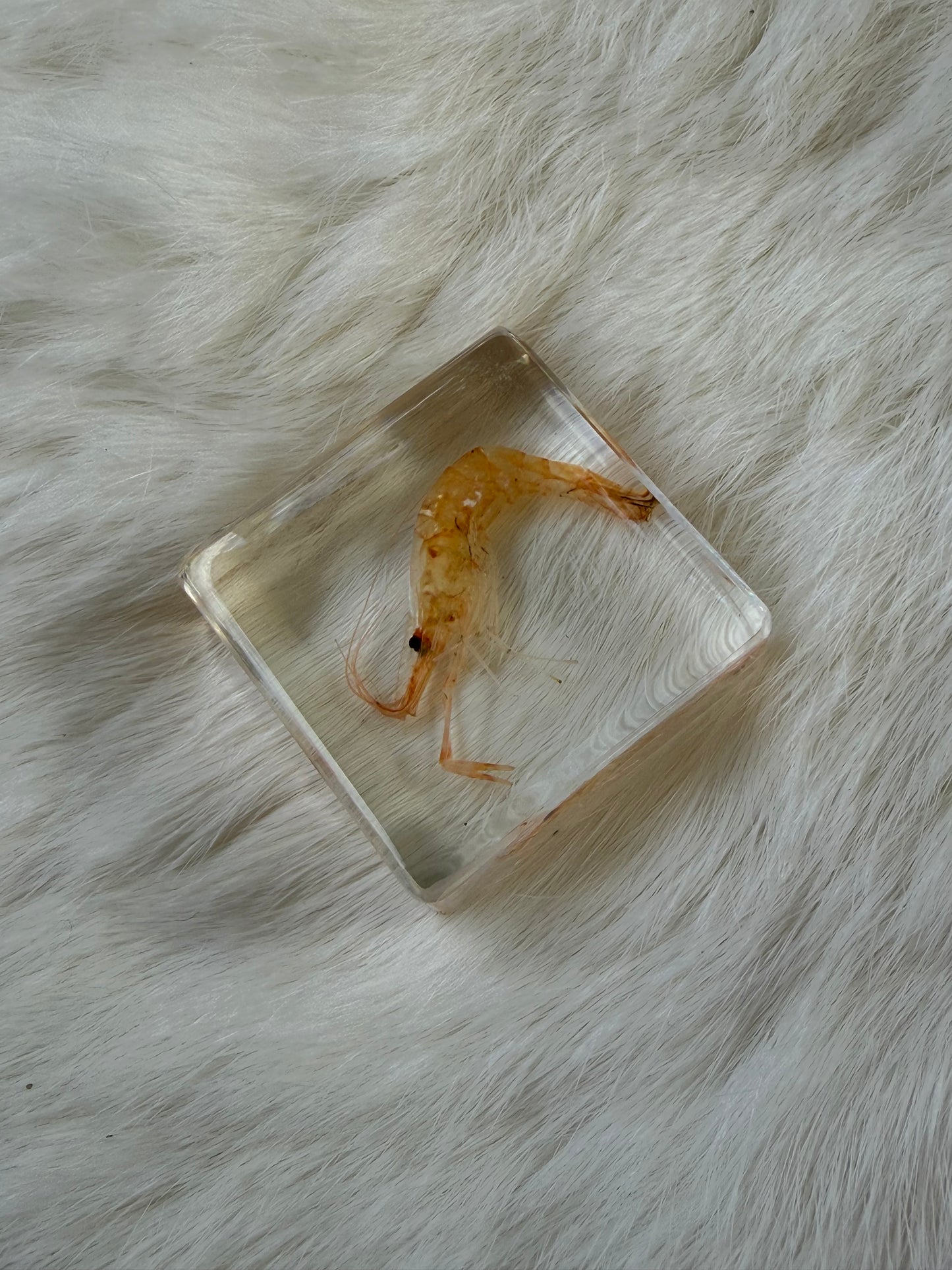 Resin Bugs