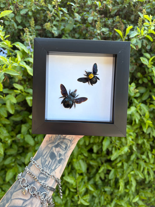 Blue & yellow Carpenter Bee
