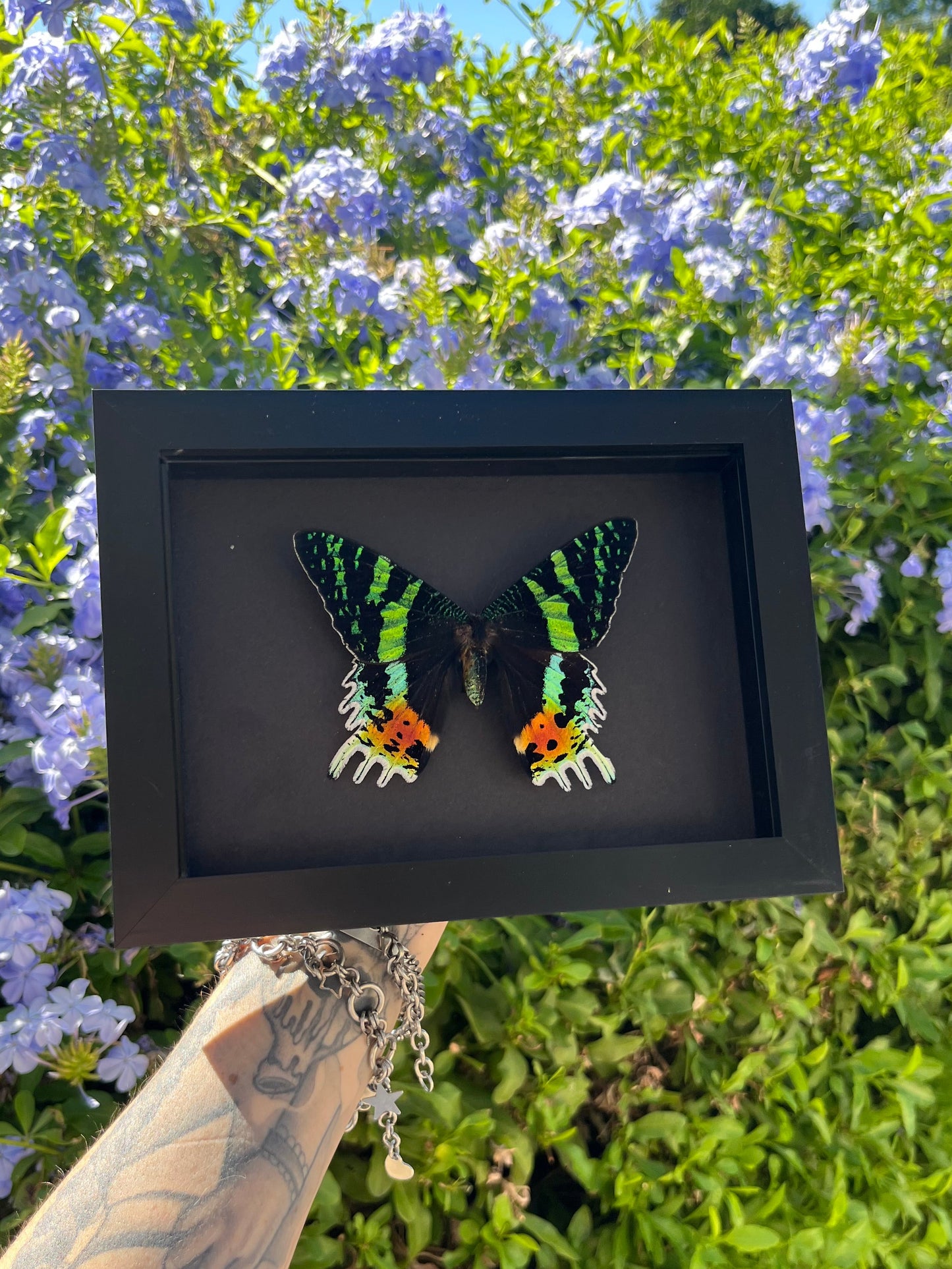 Madagascan Sunset Moth