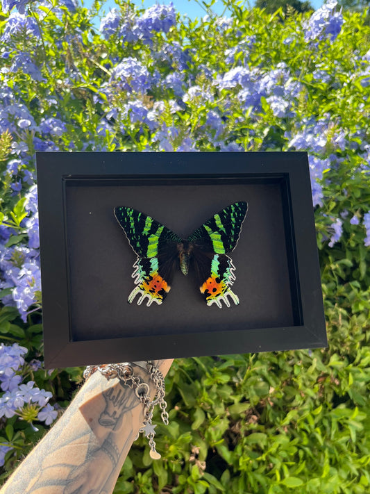 Madagascan Sunset Moth