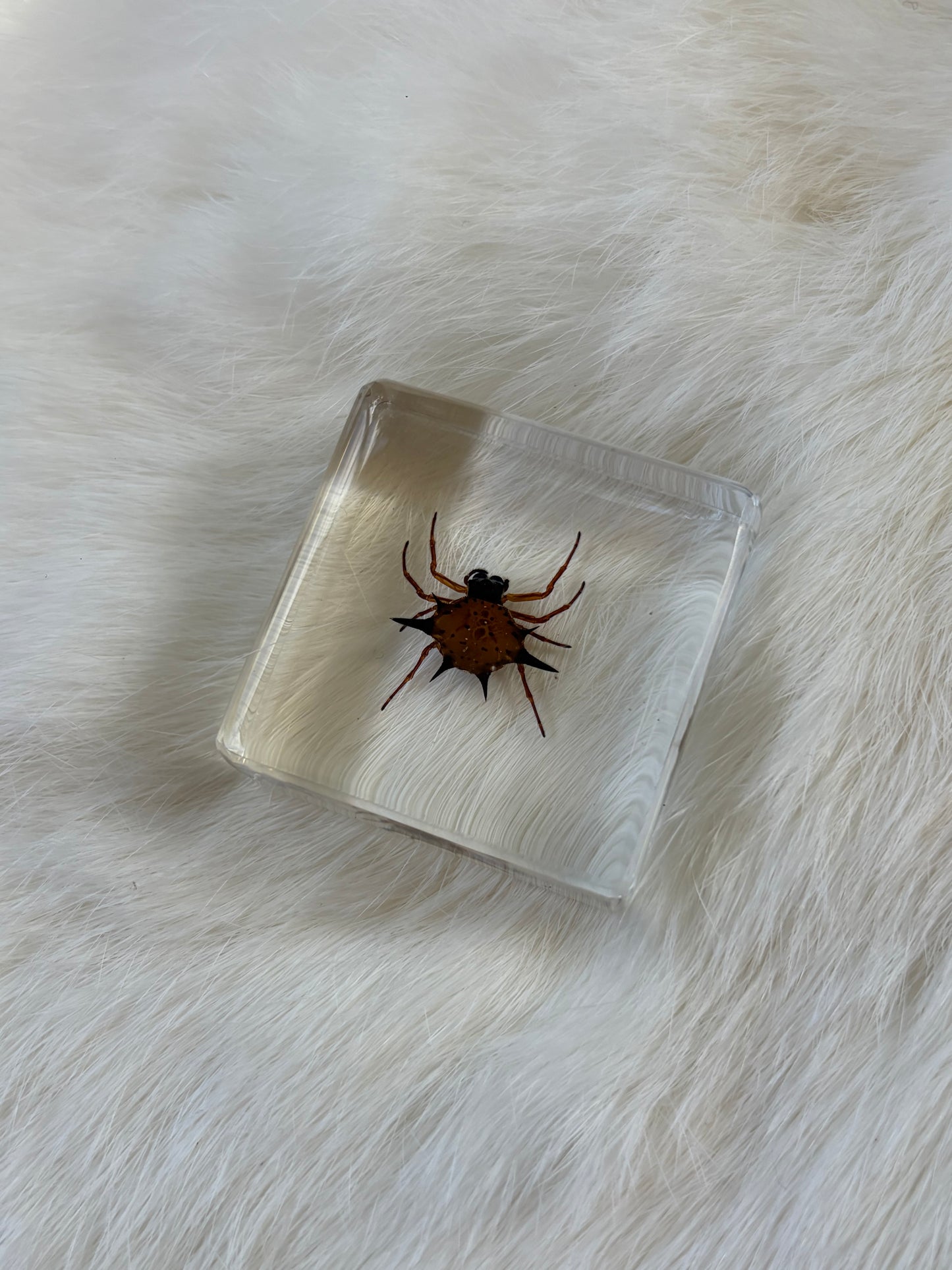 Resin Bugs