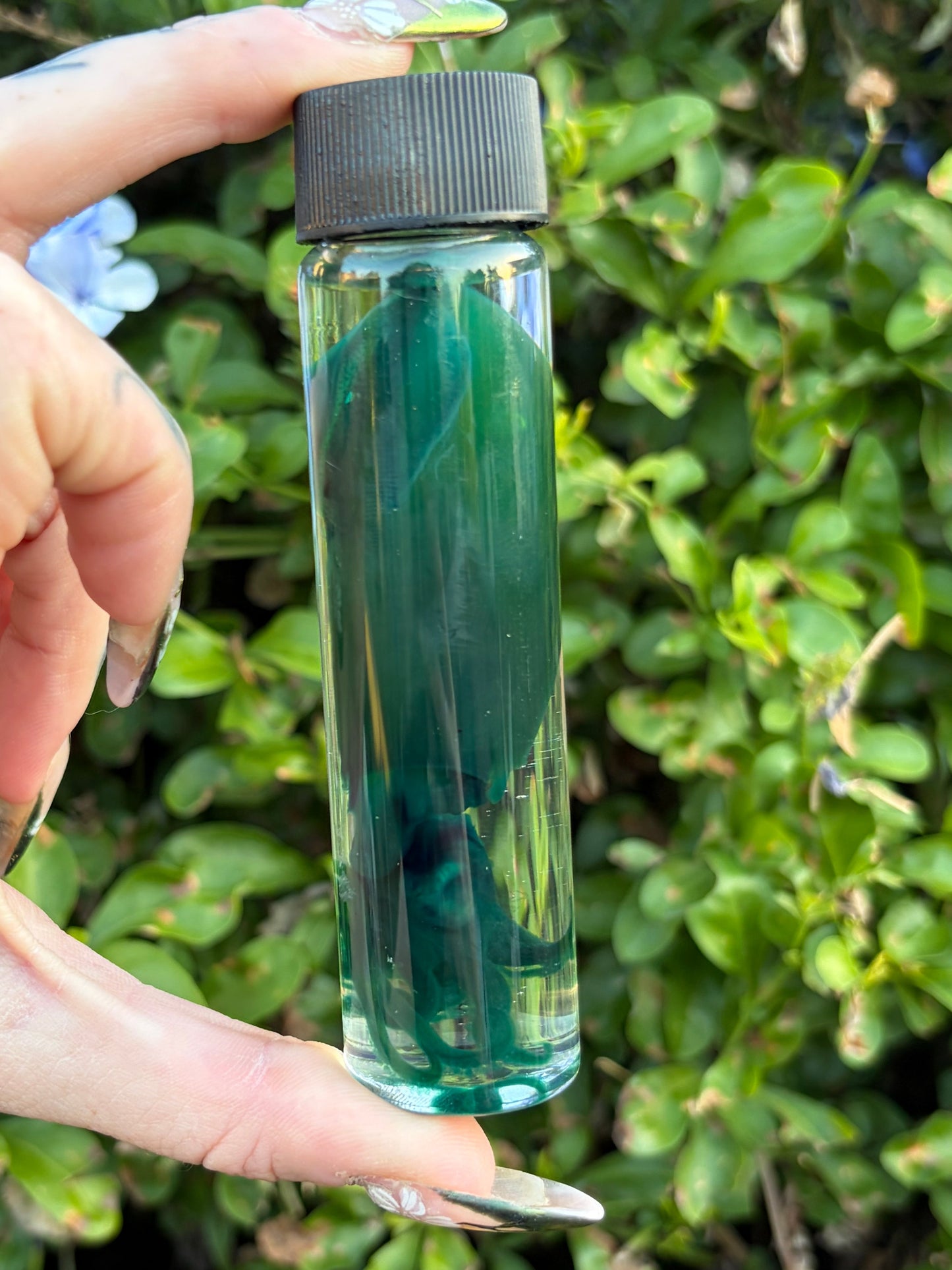 Diaphonized Squid