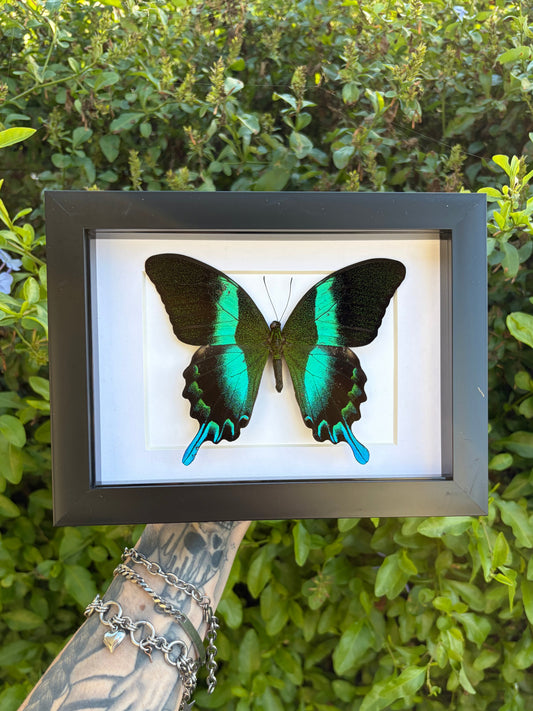 Papilio Blumei