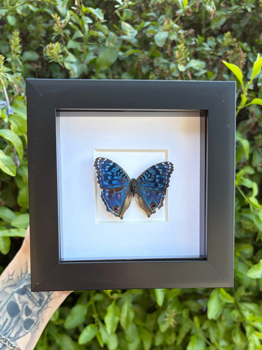 Royal Blue Pansy (Junonia Rhadama)