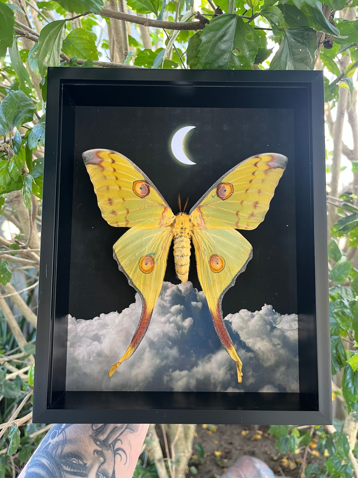 Comet Moon Moth (Argema Mittrei)