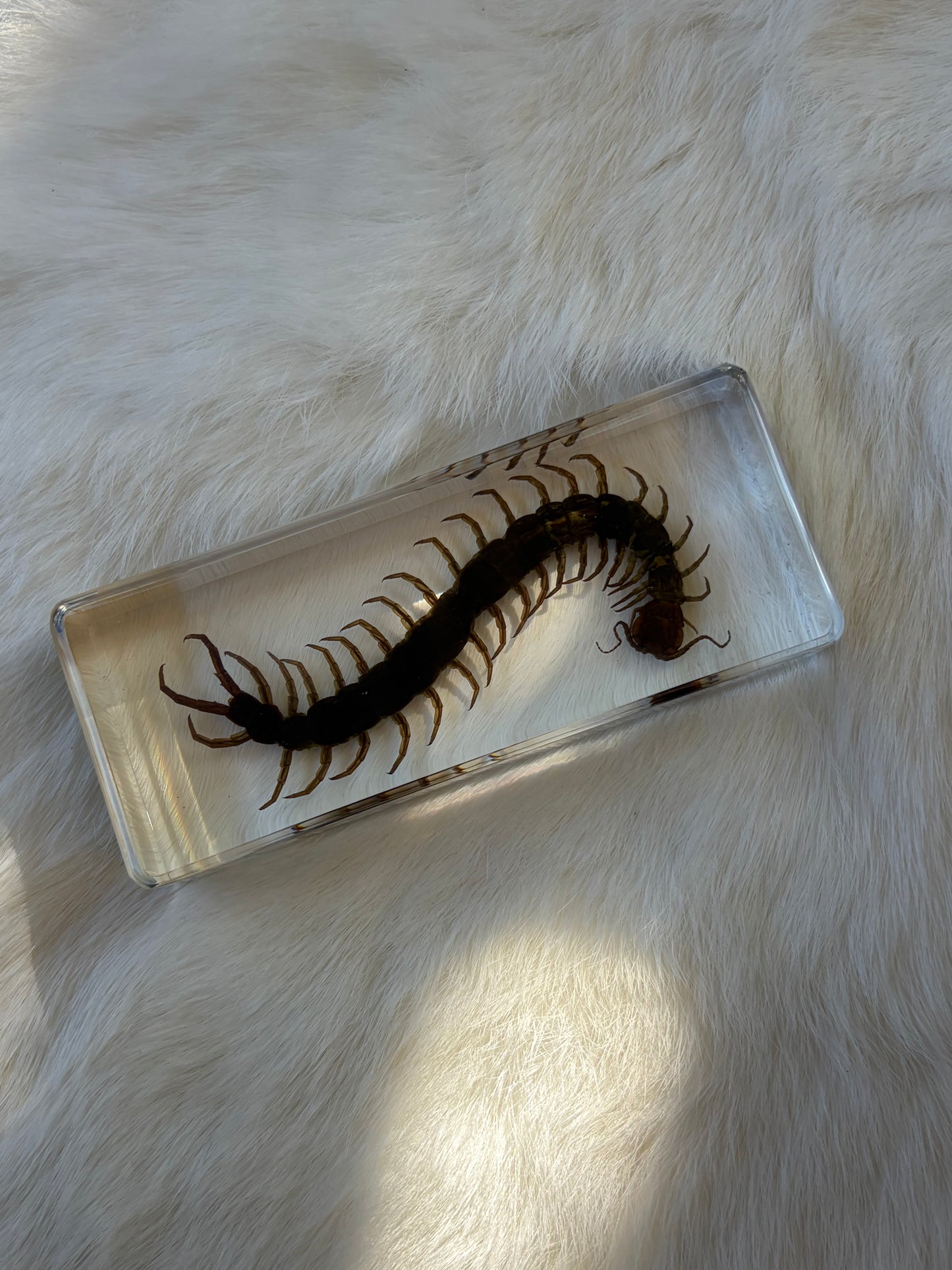 Resin Bugs