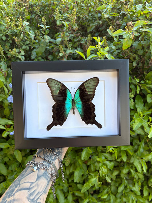 Papilio Peranthus