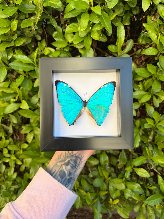 Morpho Zephryitis