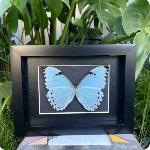 Morpho Catenaria